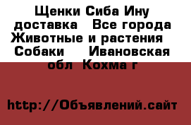 Щенки Сиба Ину доставка - Все города Животные и растения » Собаки   . Ивановская обл.,Кохма г.